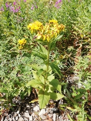 Senecio nemorensis
