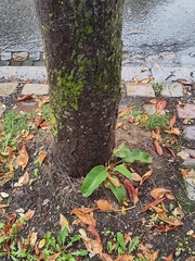 Symphytum officinale