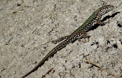 Podarcis muralis nigriventris