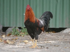 Gallus gallus domesticus