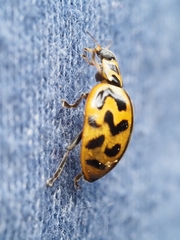 Cleobora mellyi