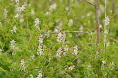 Fumaria