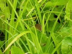 Aphantopus hyperantus
