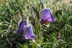 Pulsatilla