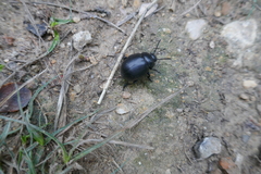 Timarcha goettingensis