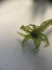 Mniaceae