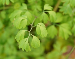 Fumaria