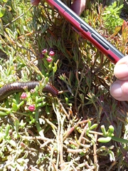 Diplopoda