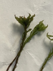 Mniaceae