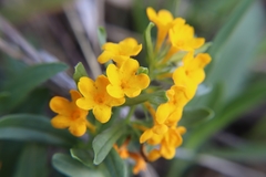 Lithospermum canescens