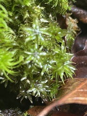 Mniaceae