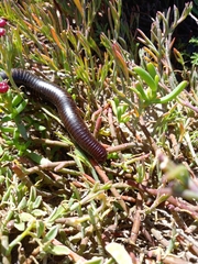 Diplopoda