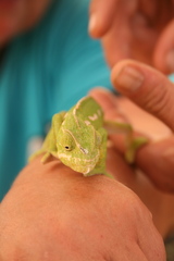 Chamaeleo chamaeleon chamaeleon