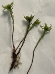Mniaceae