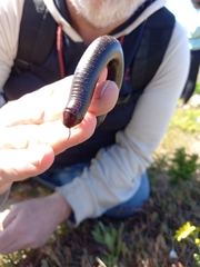 Diplopoda