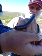 Diplopoda