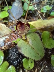 Corybas hatchii