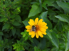 Bombus lucorum