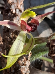 Caladenia macrostylis