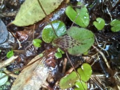 Corybas hatchii