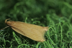 Helcystogramma rufescens