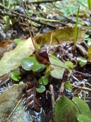 Corybas hatchii