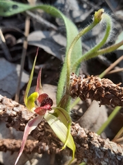 Caladenia macrostylis