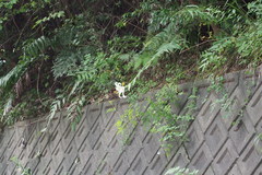 Lilium auratum
