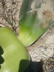 Asparagales