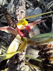 Caladenia macrostylis