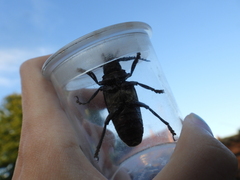 Prionus coriarius