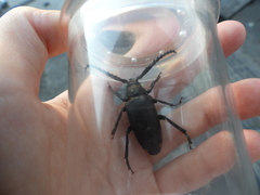 Prionus coriarius