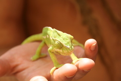 Chamaeleo chamaeleon chamaeleon