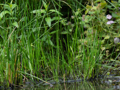 Myocastor coypus