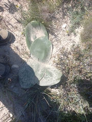 Asparagales