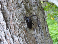 Prionus coriarius