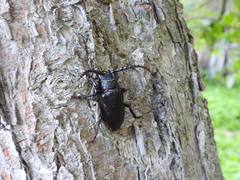 Prionus coriarius