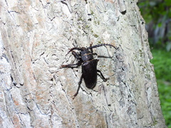 Prionus coriarius