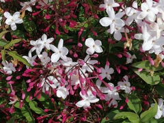 Jasminum nitidum
