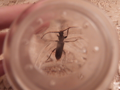 Trichoferus campestris