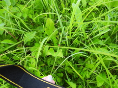 Clytra