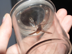 Trichoferus campestris