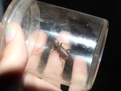 Trichoferus campestris