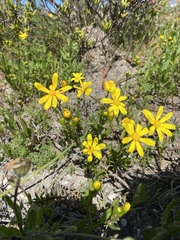 Senecio littoreus