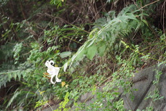 Lilium auratum