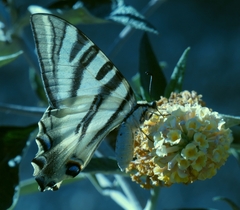 Iphiclides feisthamelii