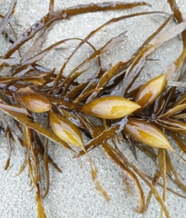 Phyllospora comosa