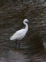 Egretta garzetta garzetta