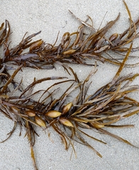 Phyllospora comosa