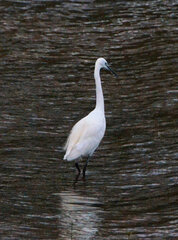 Egretta garzetta garzetta